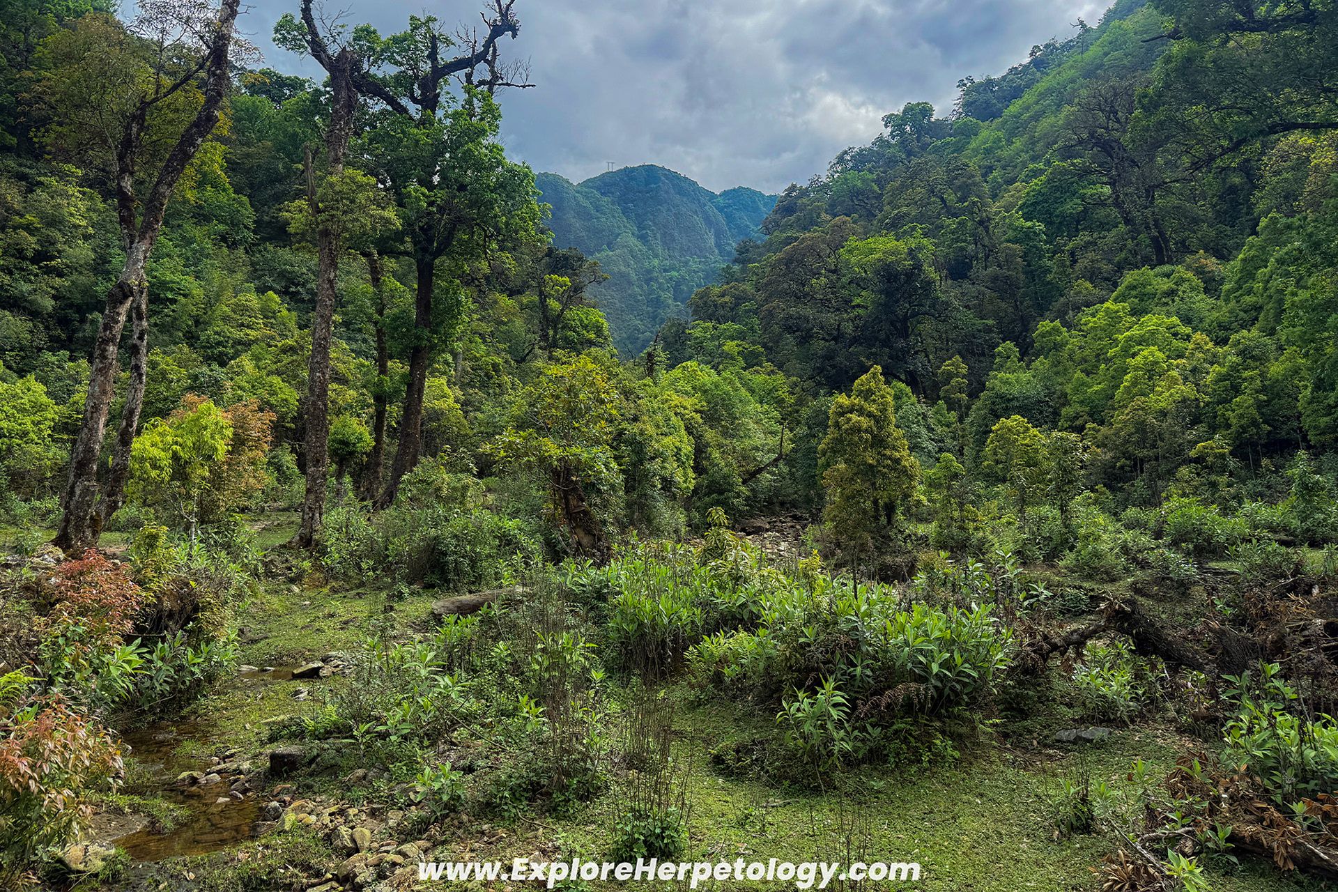 Montane swamp habitat.
