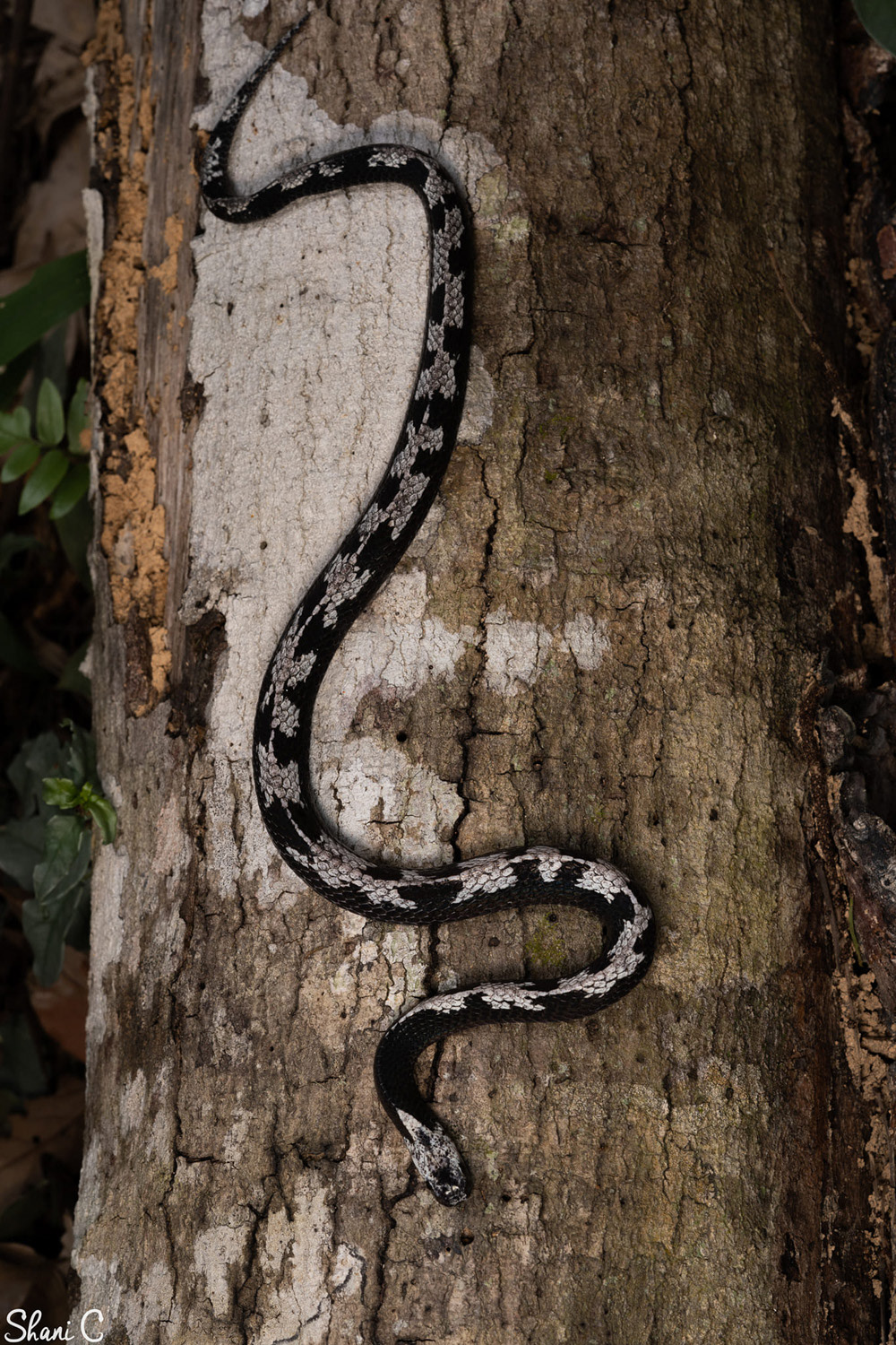 Malaccan slug snake (Asthenodipsas malaccanus).