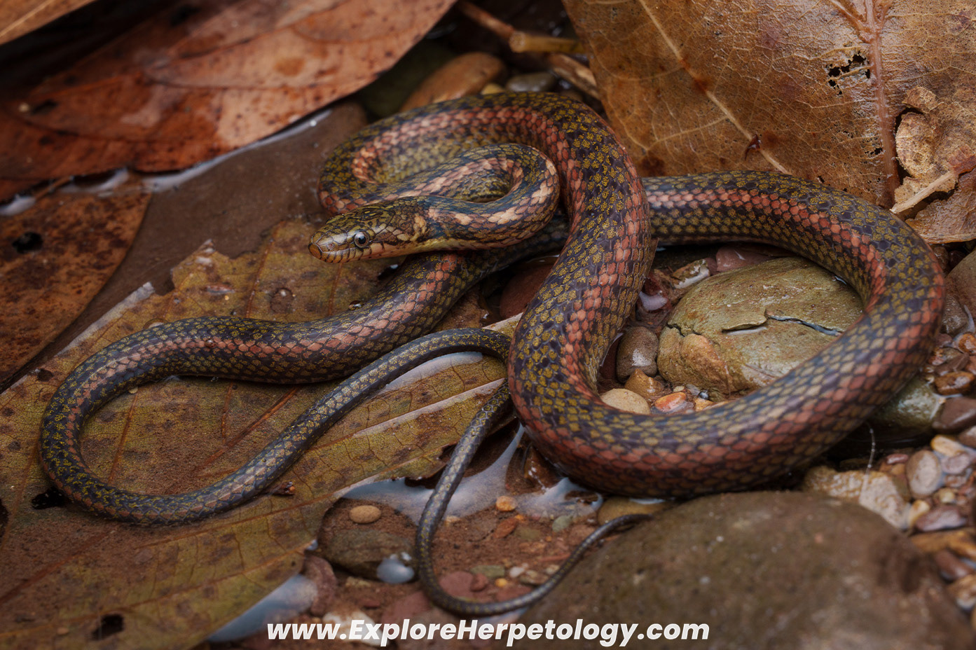 Fire-backed keelback (Hebius igneus).