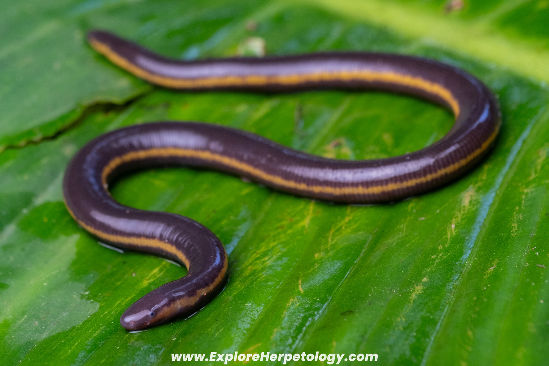 Caecilian (Ichthyophis sp.)