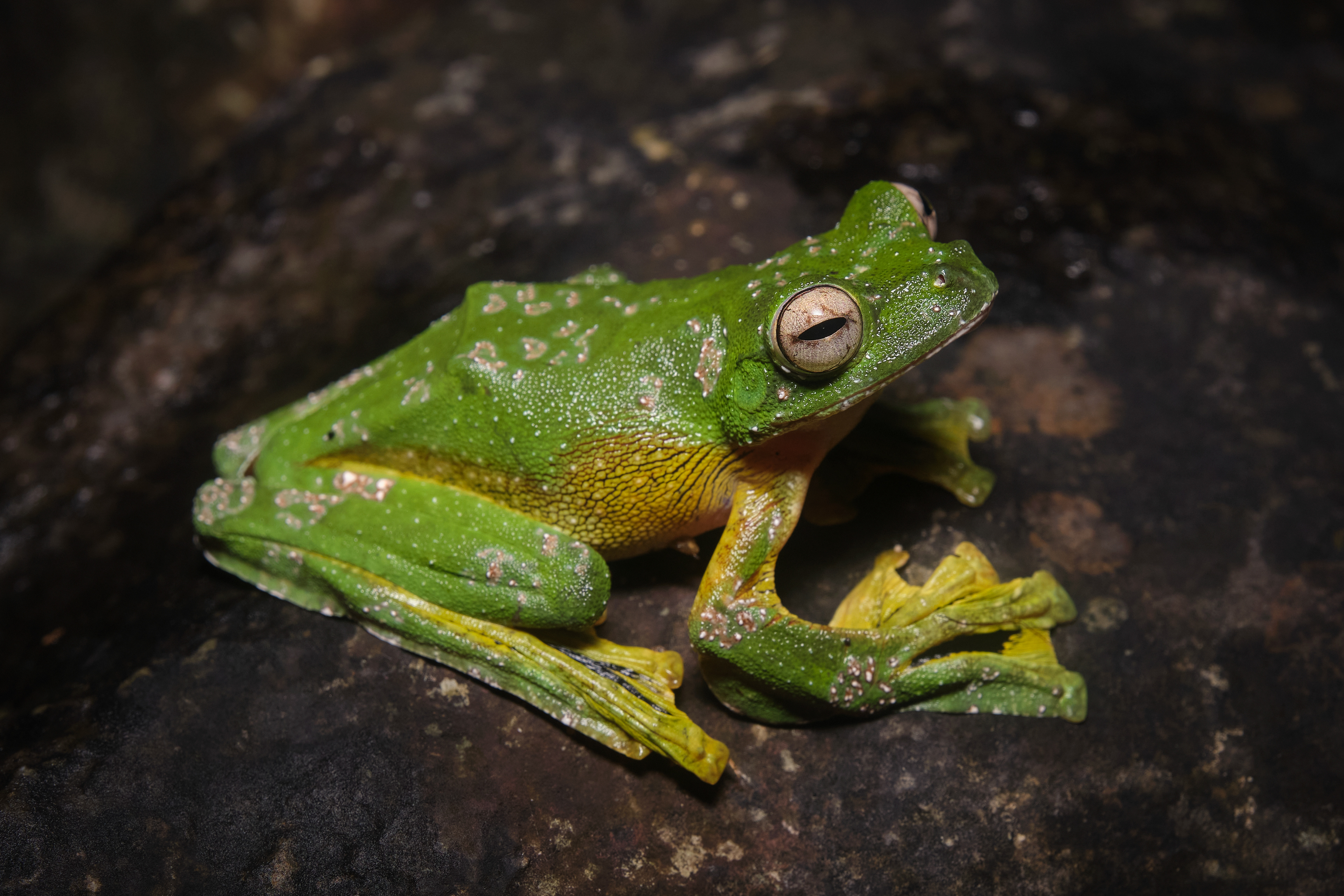 Wallace's flying frog (Rhacophorus nigropalmatus) from Satun