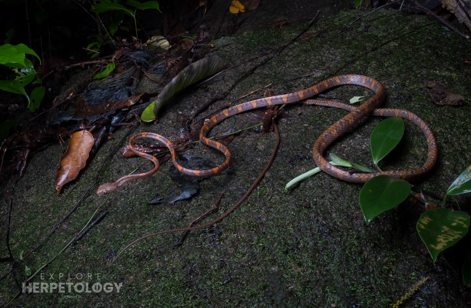White-spotted cat snake (Boiga drapiezii)