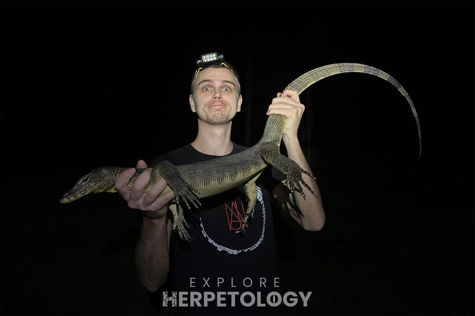 Water monitor (Varanus salvator).