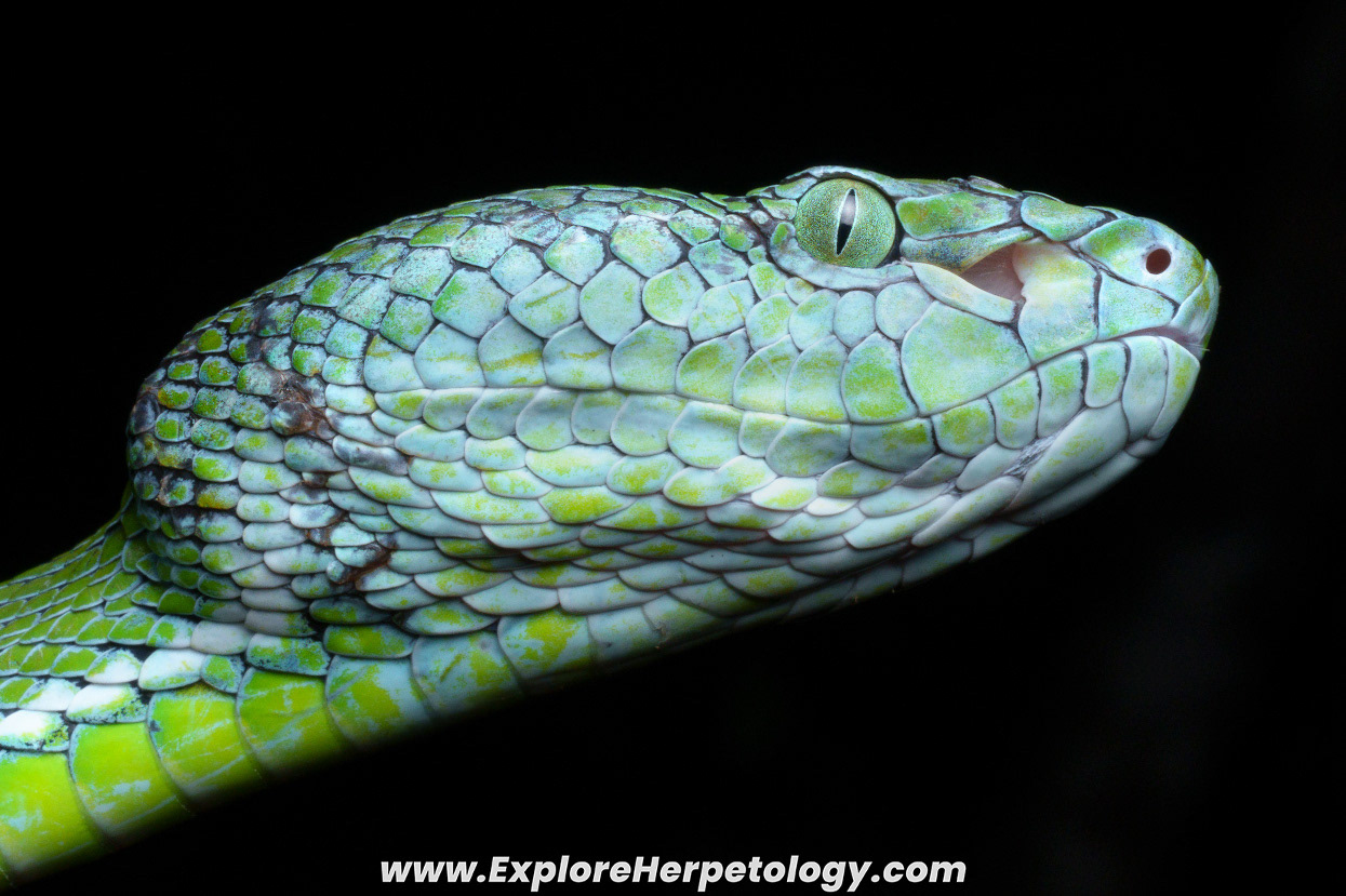 Hagen's pit viper (Trimeresurus hageni).