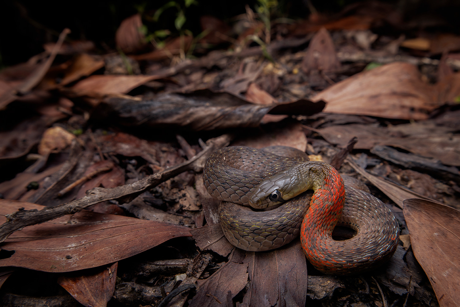 Red-necked keelback (Rhabdophis subminiatus)