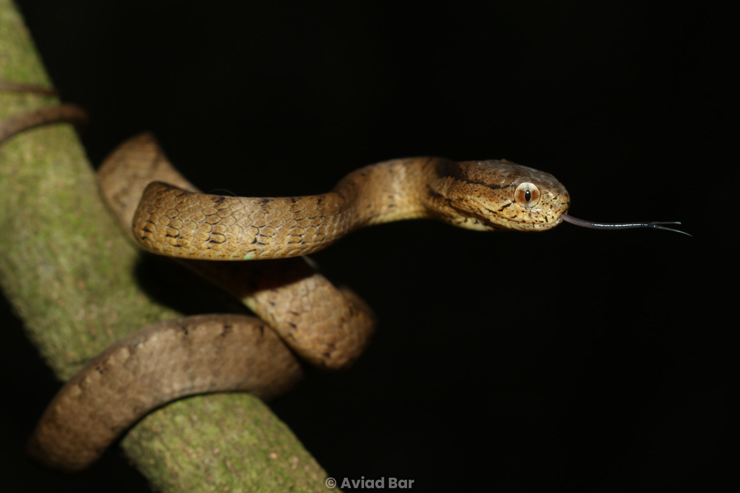 Keeled slug snake (Pareas carinatus).