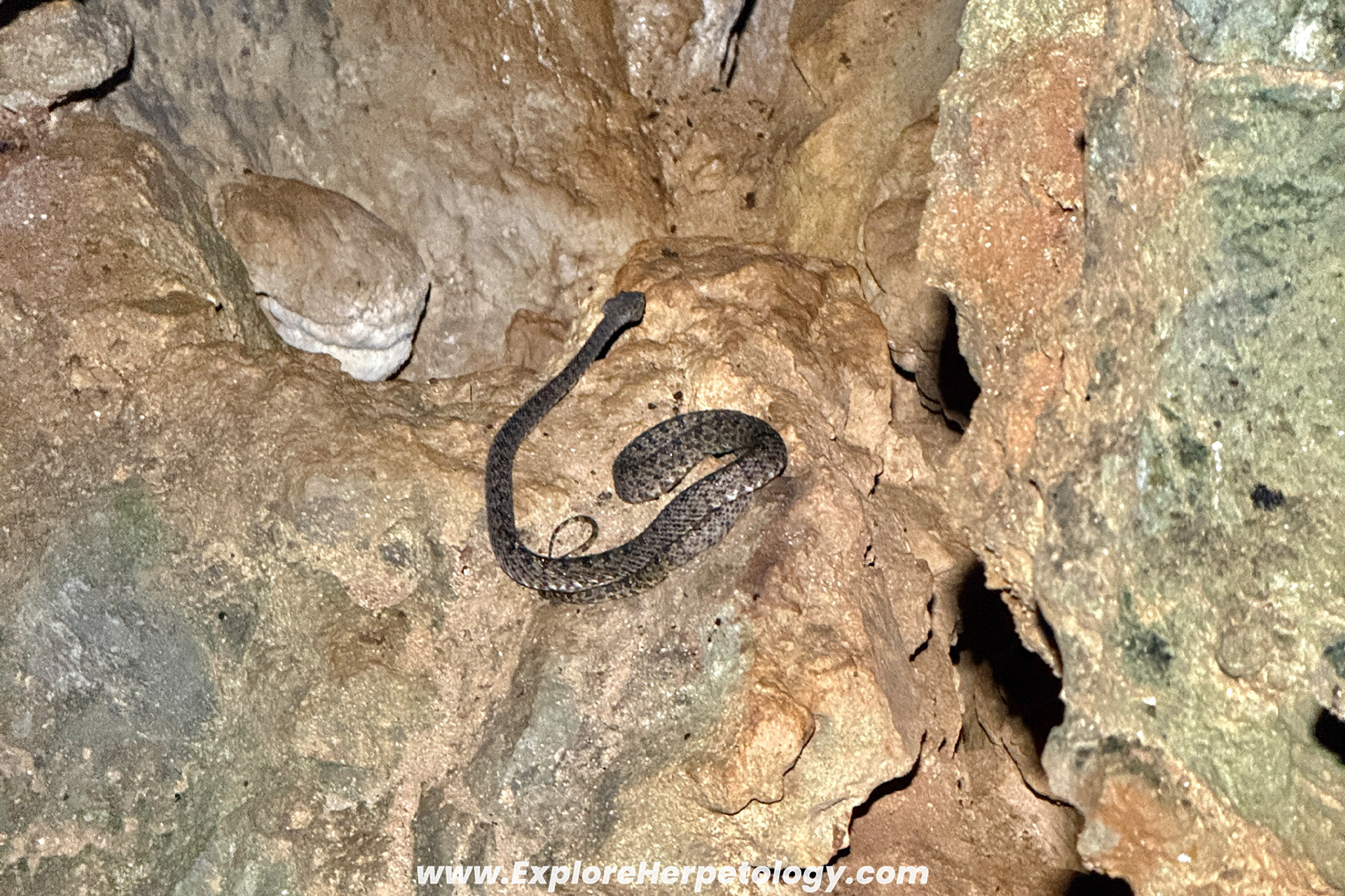 In-situ Vang Vieng lance-headed pit viper (Protobothrops flavirostris).