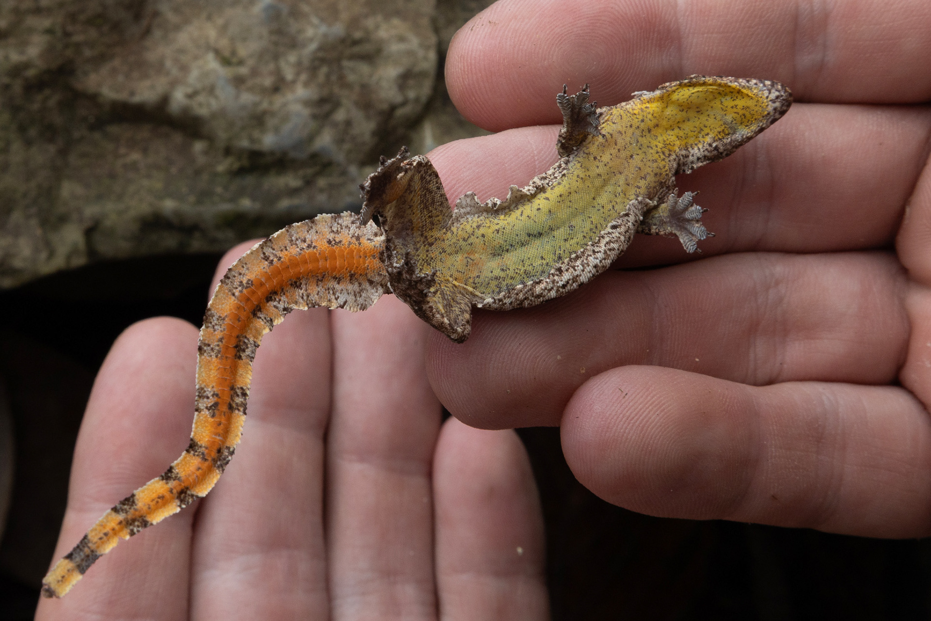 Frilled gecko (Hemidactylus craspedotus).