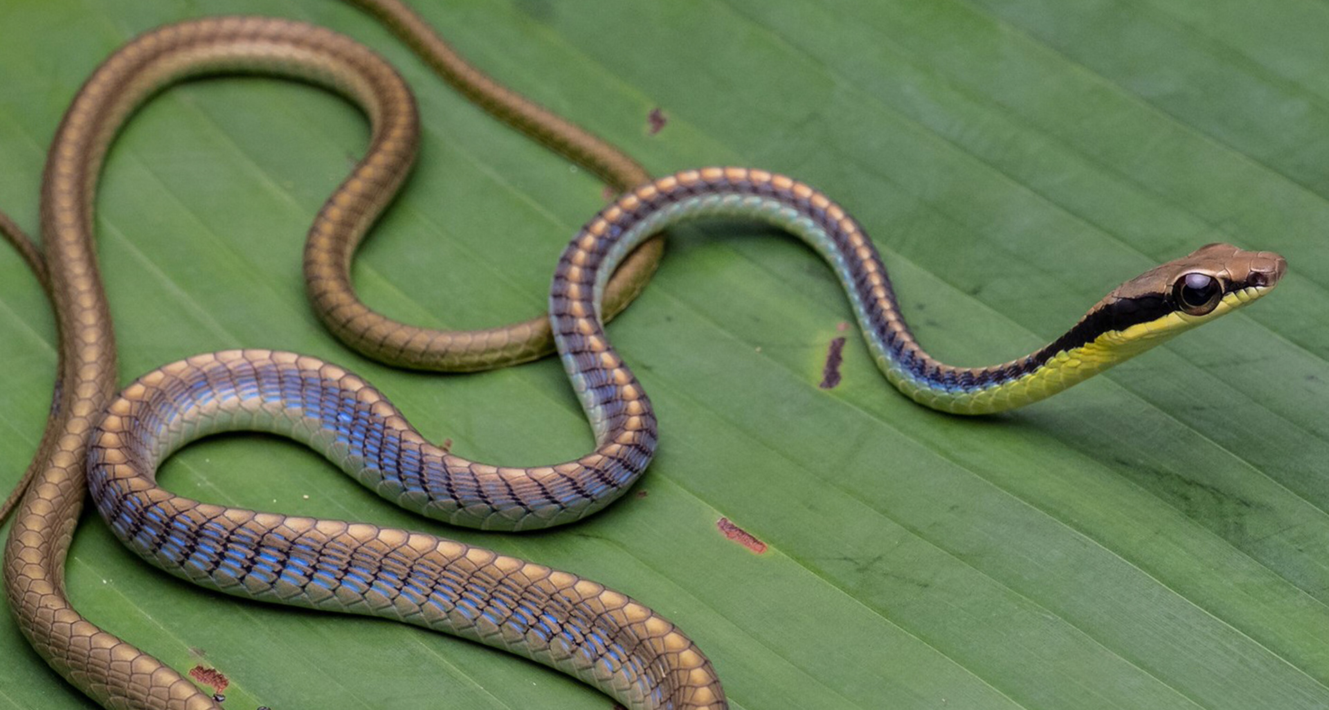 Blue bronzeback (Dendrelaphis cyanochloris).