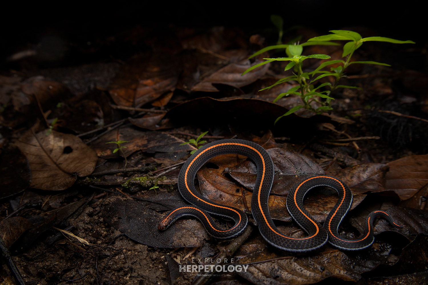 Striped coral snake (Calliophis intestinalis)