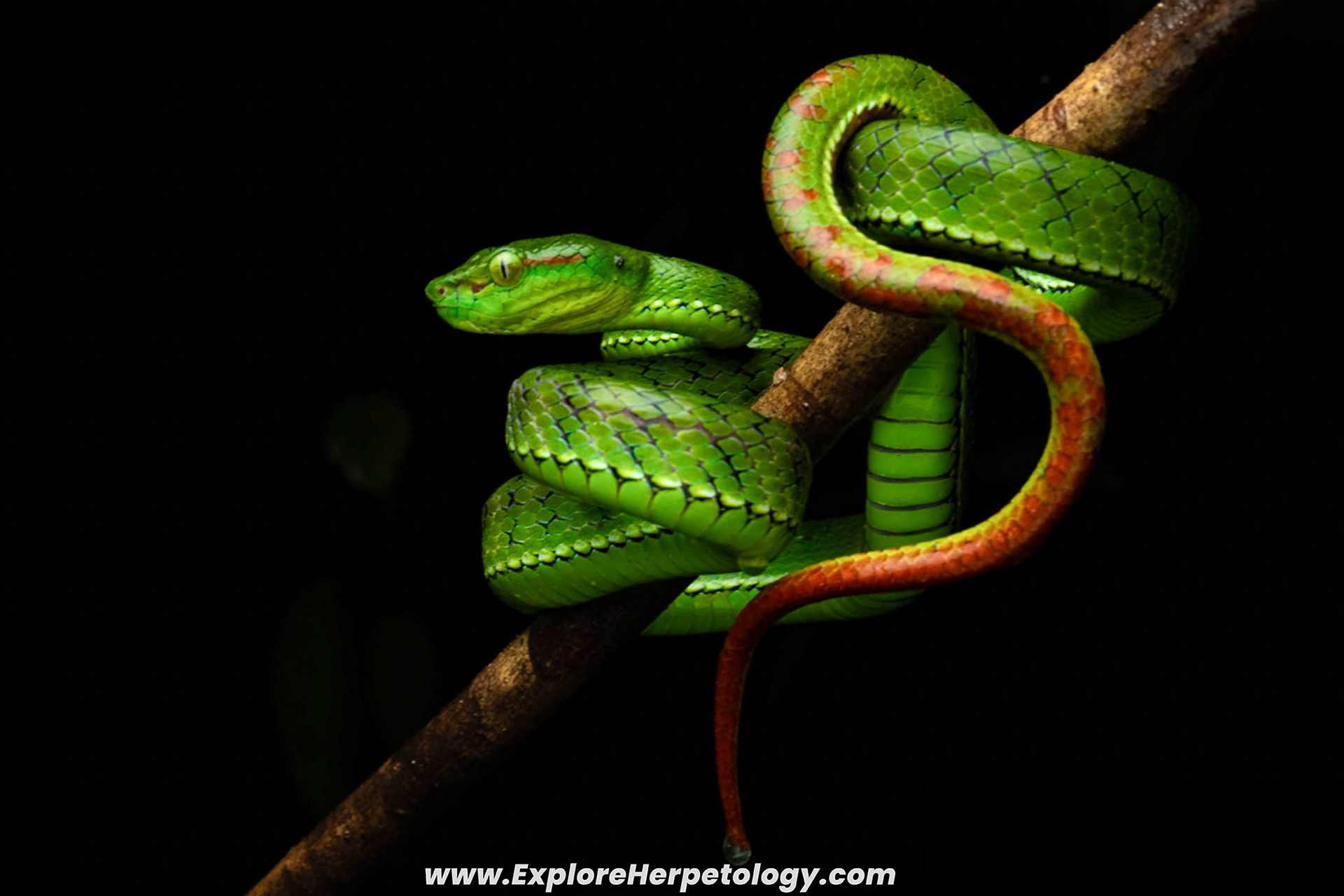 Male Kirschey's pit viper (Trimeresurus kirscheyi).