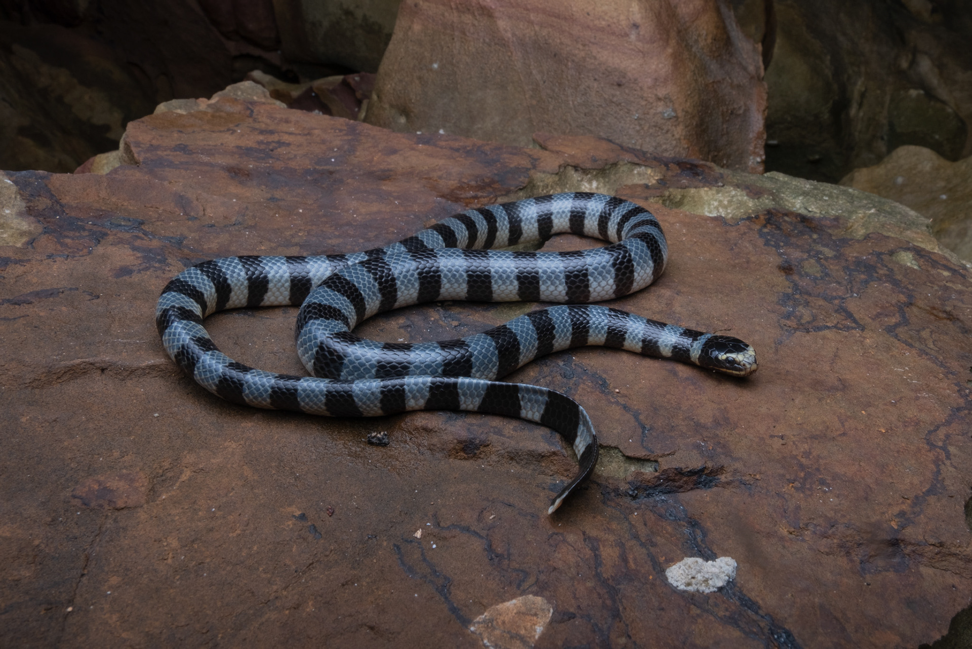 Yellow-lipped sea krait (Laticauda colubrina)