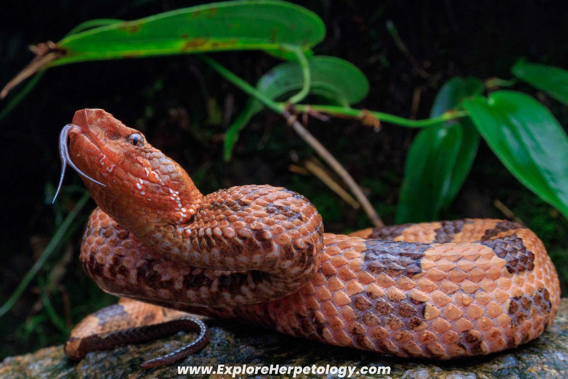 Zhao's mountain pit viper (Ovophis zhaoermii).