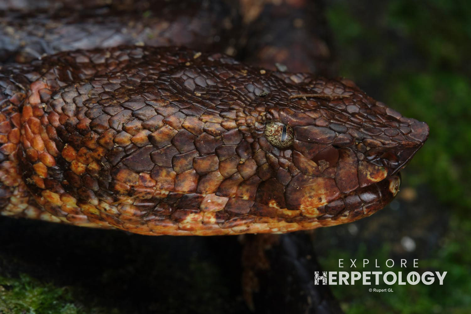 Craspedocephalus wiroti