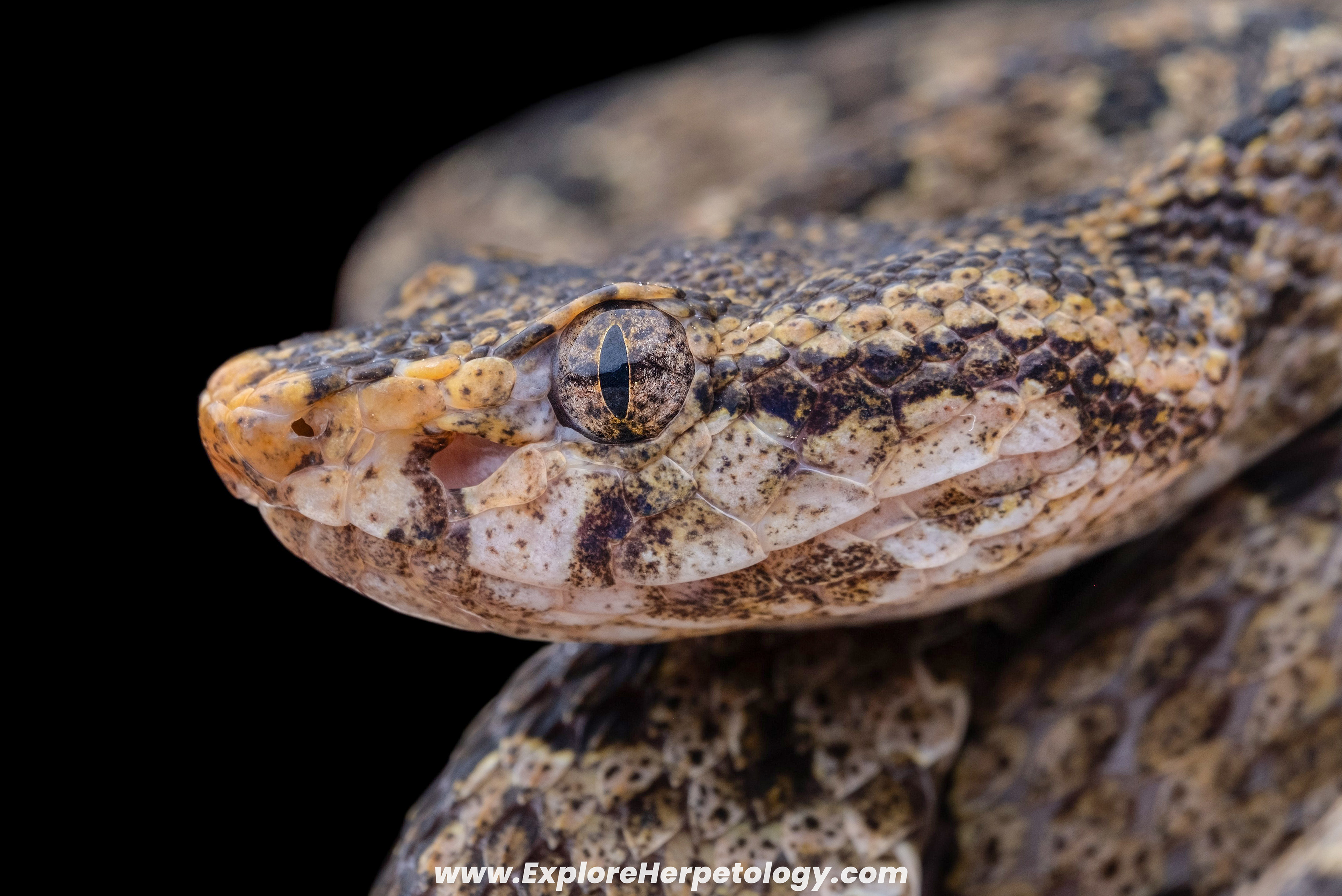 Vang Vieng lance-headed pit viper (Protobothrops flavirostris).