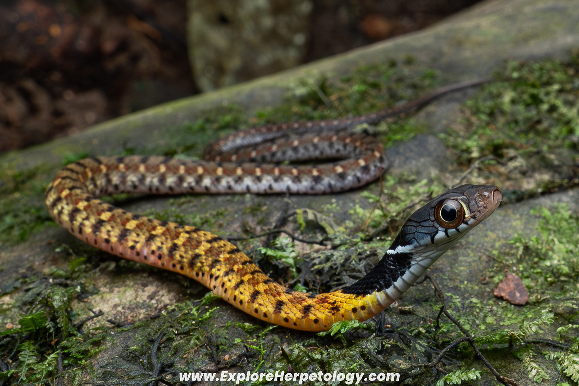 Speckle-bellied keelback (Rhabdophis chrysargos).