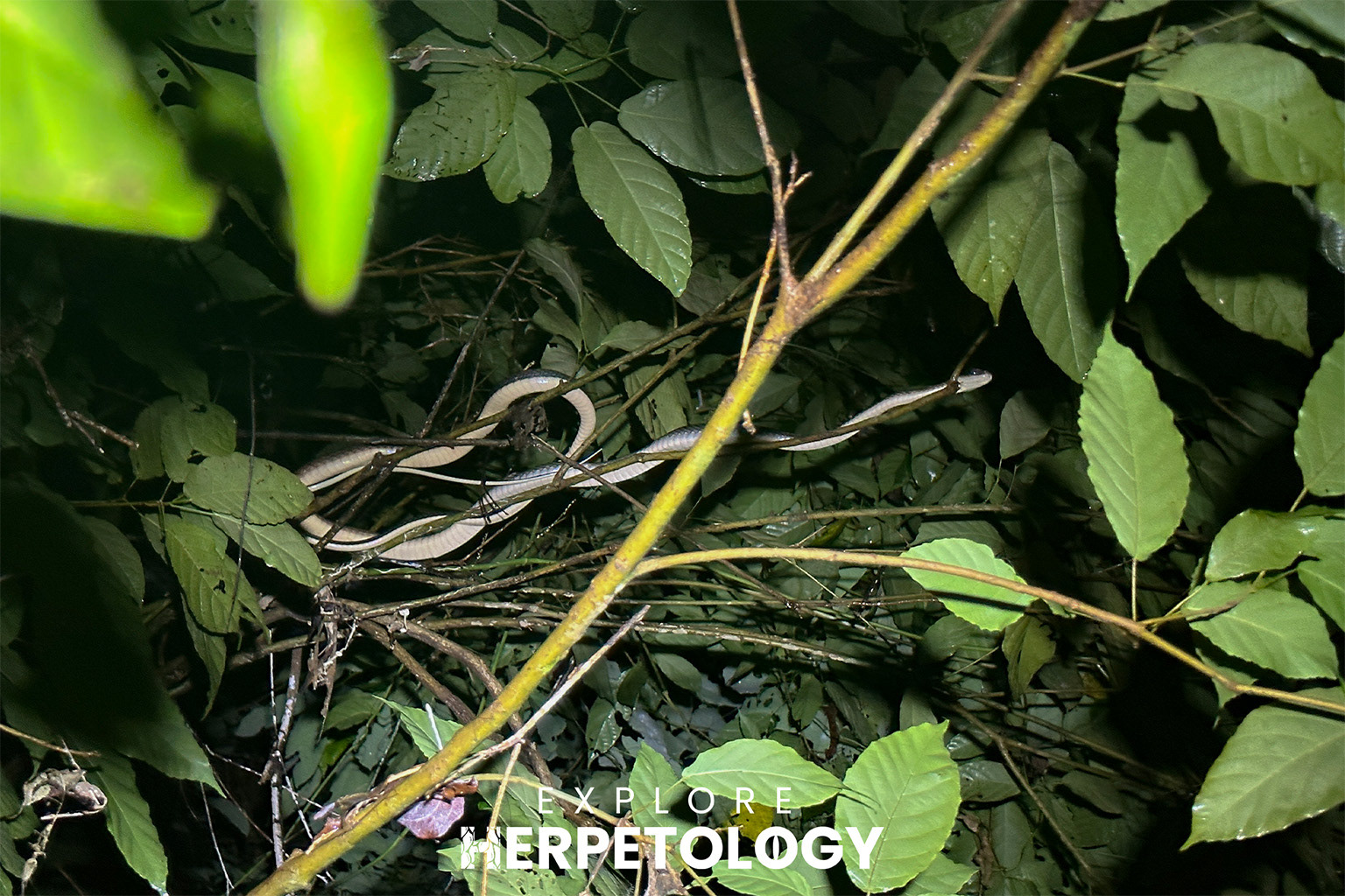 White-bellied rat snake (Ptyas fusca).