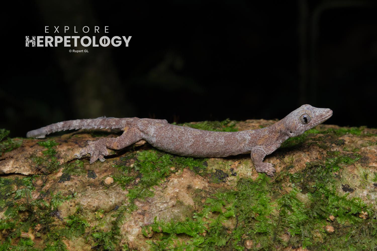 Brown's wolf gecko (Gekko browni)
