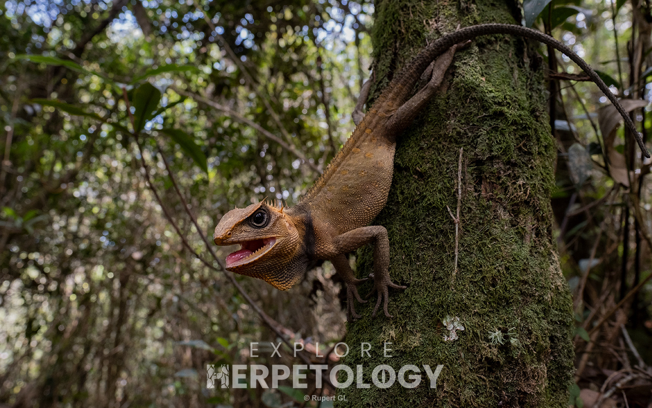 Titiwangsa horned lizard (Acanthosaura titiwangsaensis)