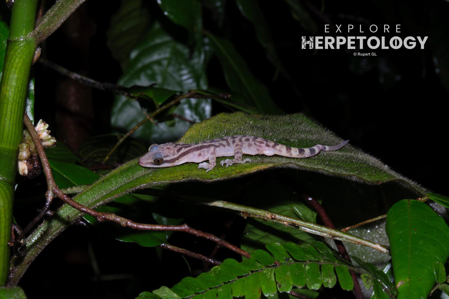 Four-striped gecko (Cyrtodactylus quadrivirgatus)