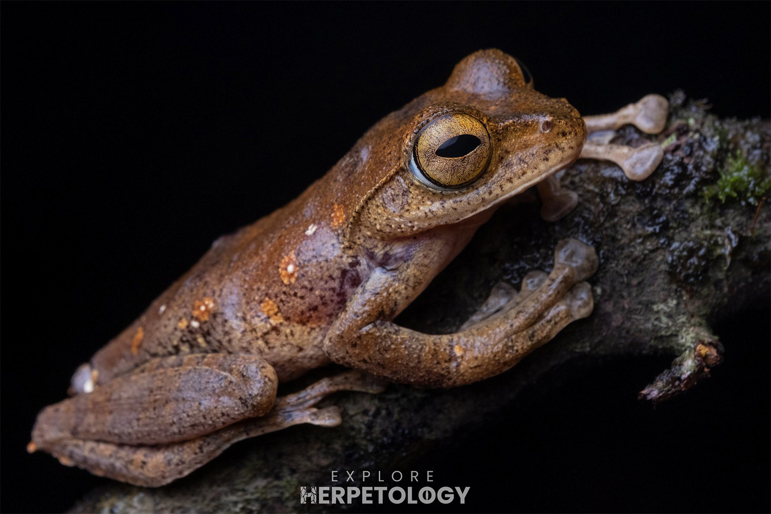 Barasan's flying frog (Rhacophorus barisani)