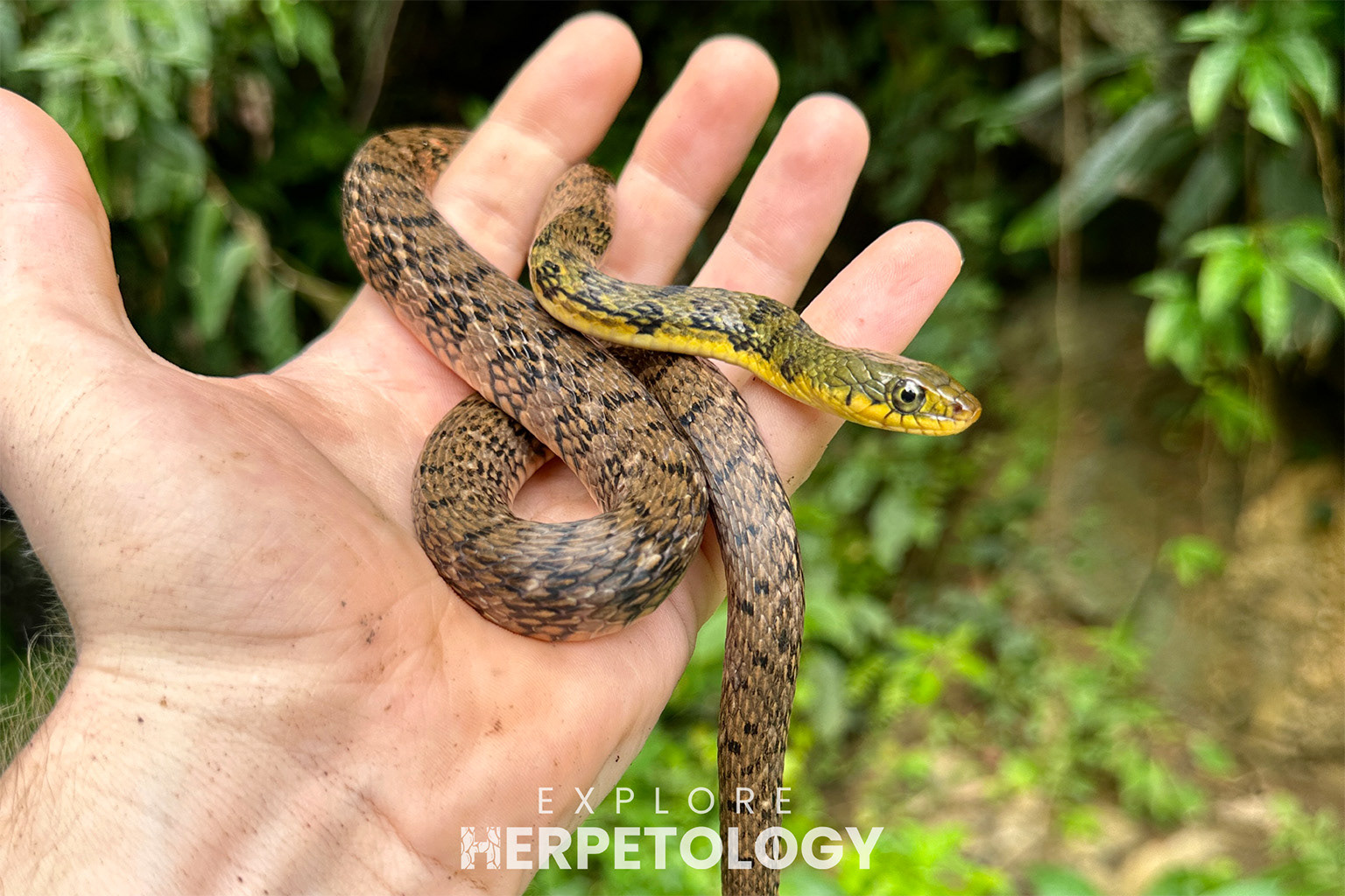 Triangle keelback (Xenochrophis trianguligerus).