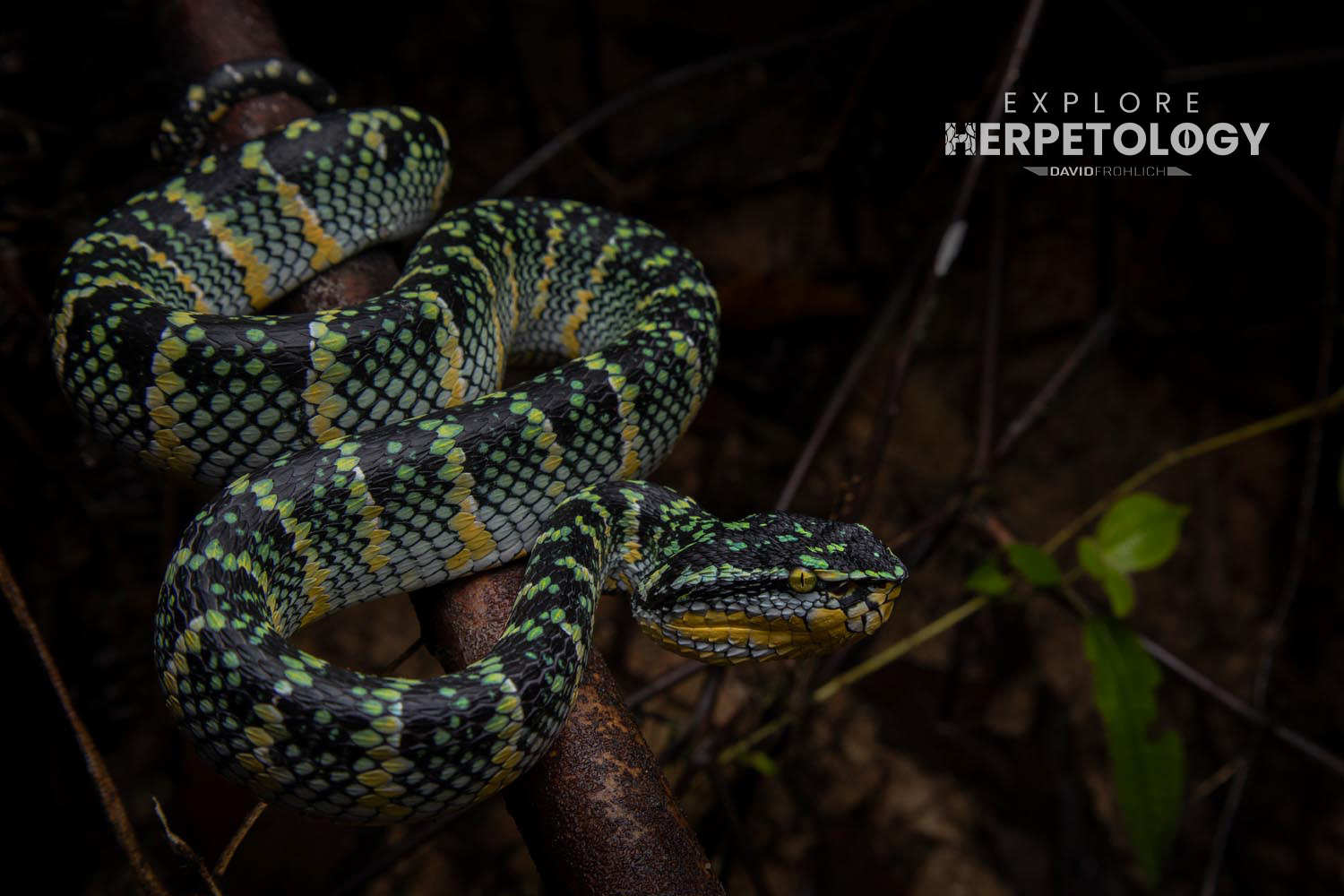 Adult female Wagler's pit-viper (Tropidolaemus wagleri)