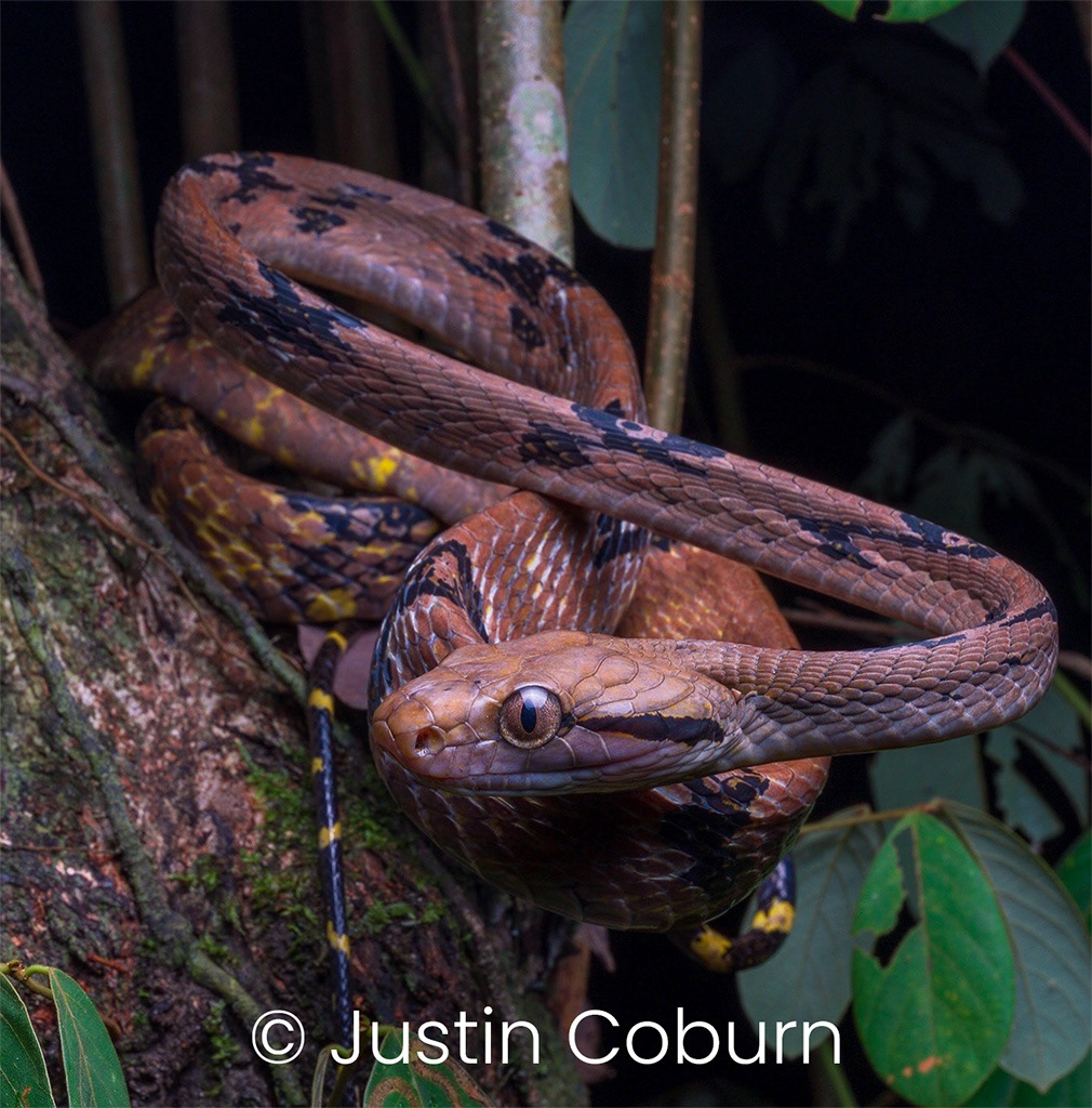 Dog-toothed cat snake (Boiga cynodon).