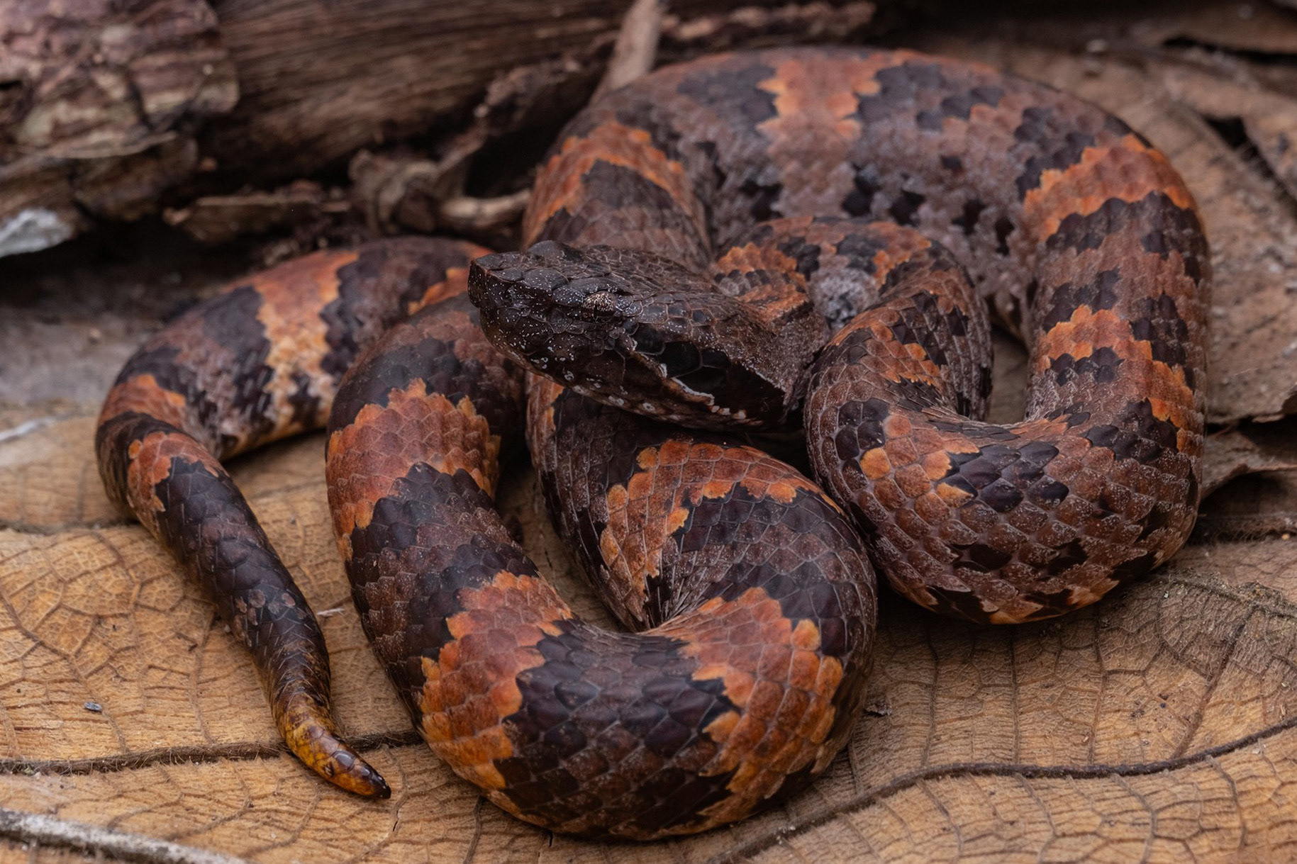 Chasen's mountain pit viper (Garthius chaseni)