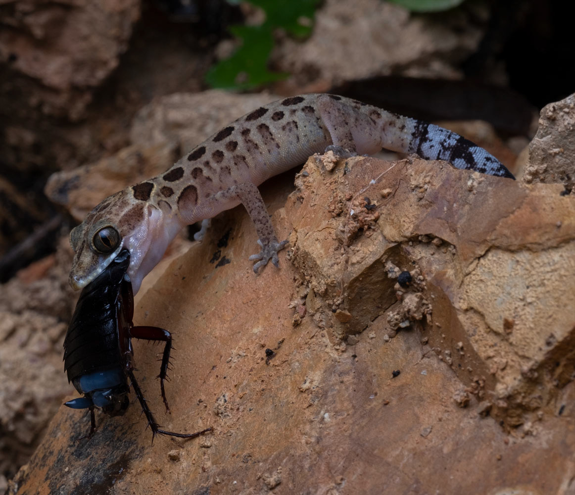 Zebra-tailed bent-toed gecko (Cyrtodactylus zebraicus)