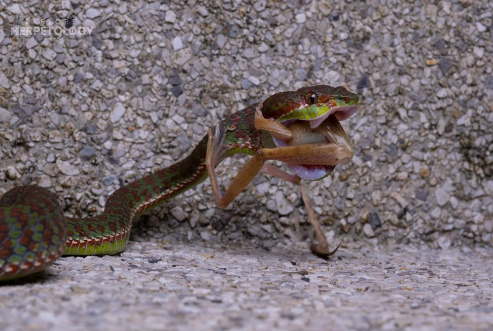 Phuket pit viper (Trimeresurus phuketensis) predating on a four-lined tree frog (Polypedates leucomystax)
