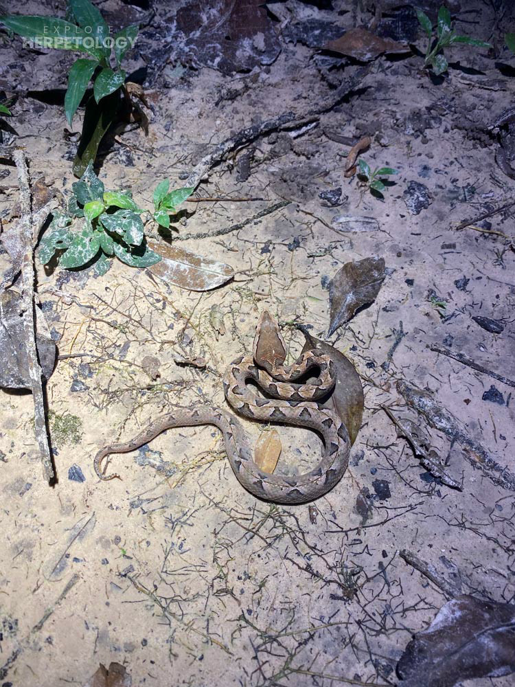 Malayan pit viper (Calloselasma rhodostoma)