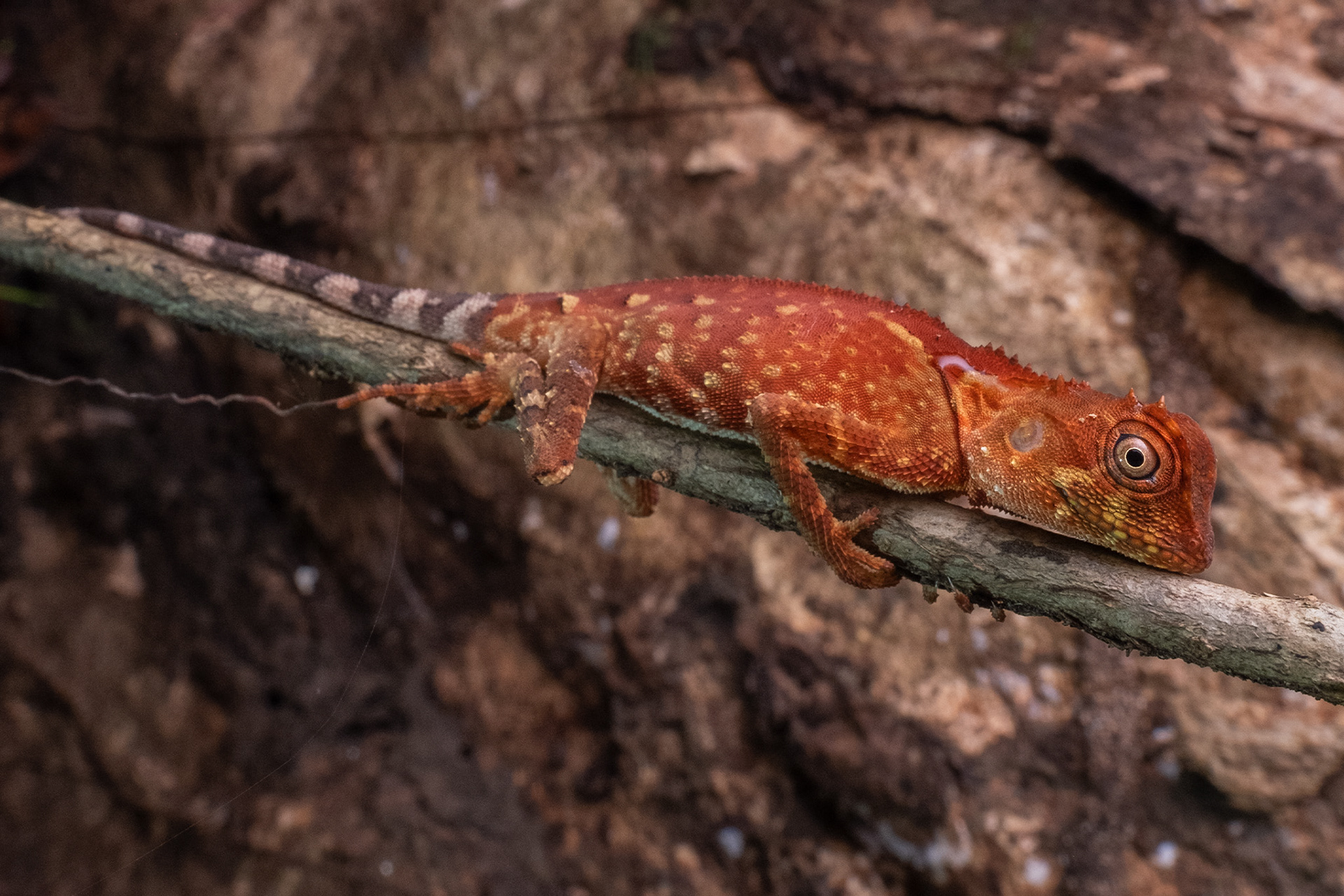 Short-horned lizard (Acanthosaura meridiona)
