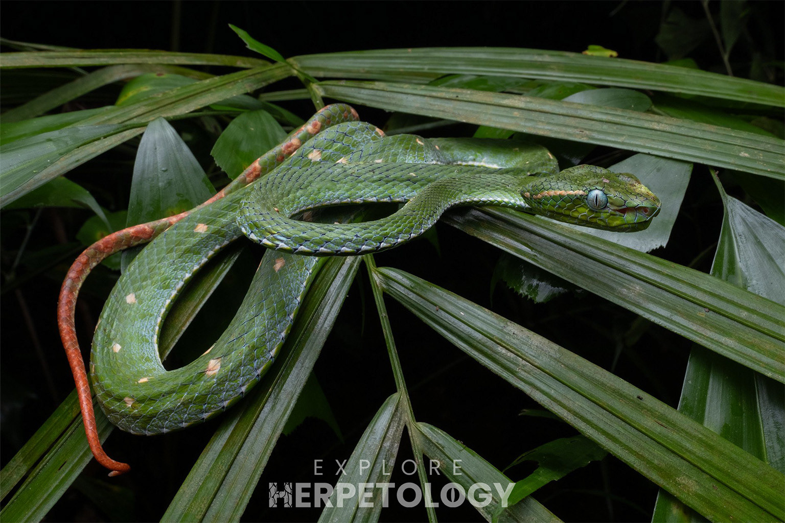 Adult male Hagen's pit viper (Trimeresurus hageni).