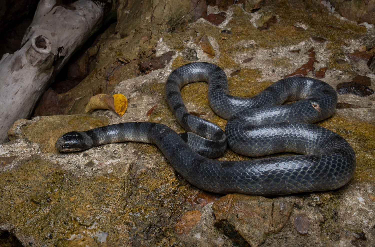 Yellow-lipped sea krait (Laticauda colubrina)