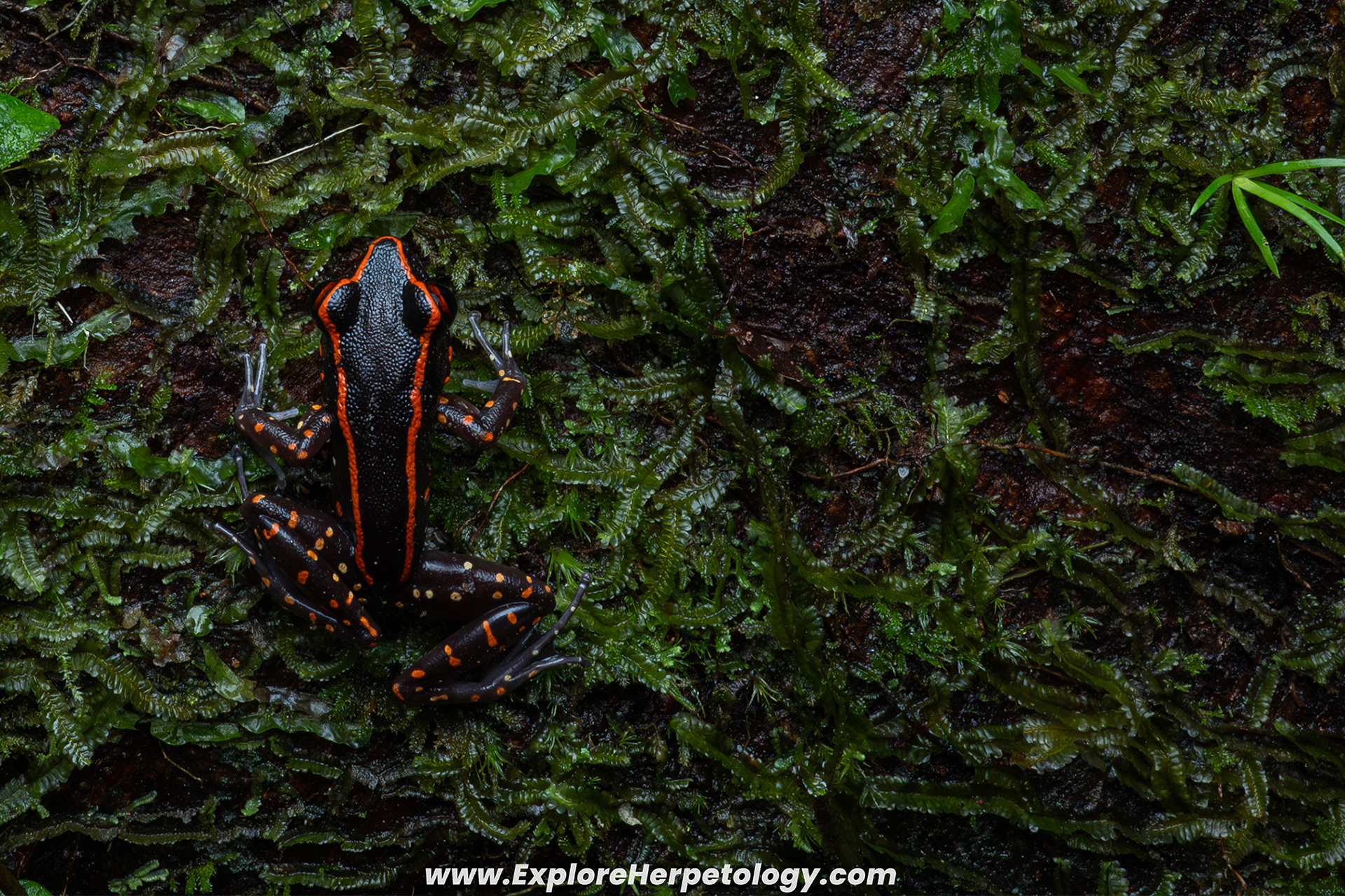 Siberut stream frog (Hylarana siberu).