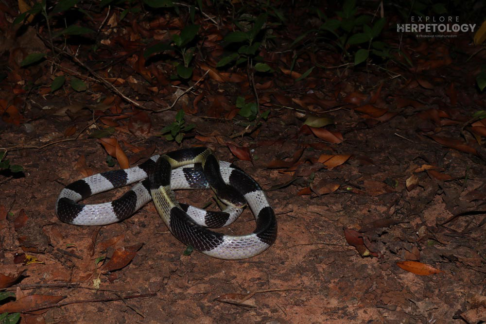 Malayan krait (Bungarus candidus)
