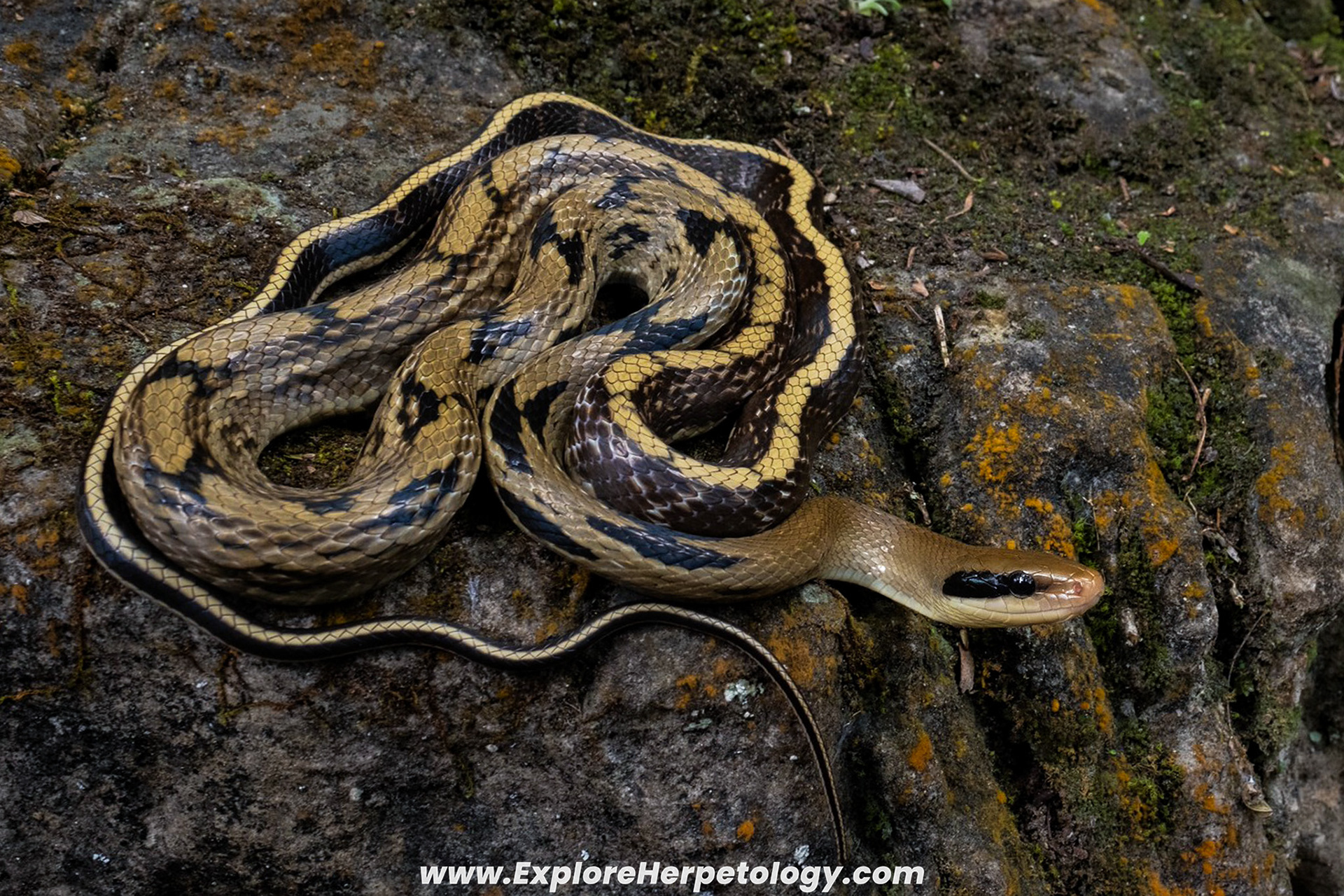 Yunnan beauty ratsnake (Elaphe taeniura yunnanensis).