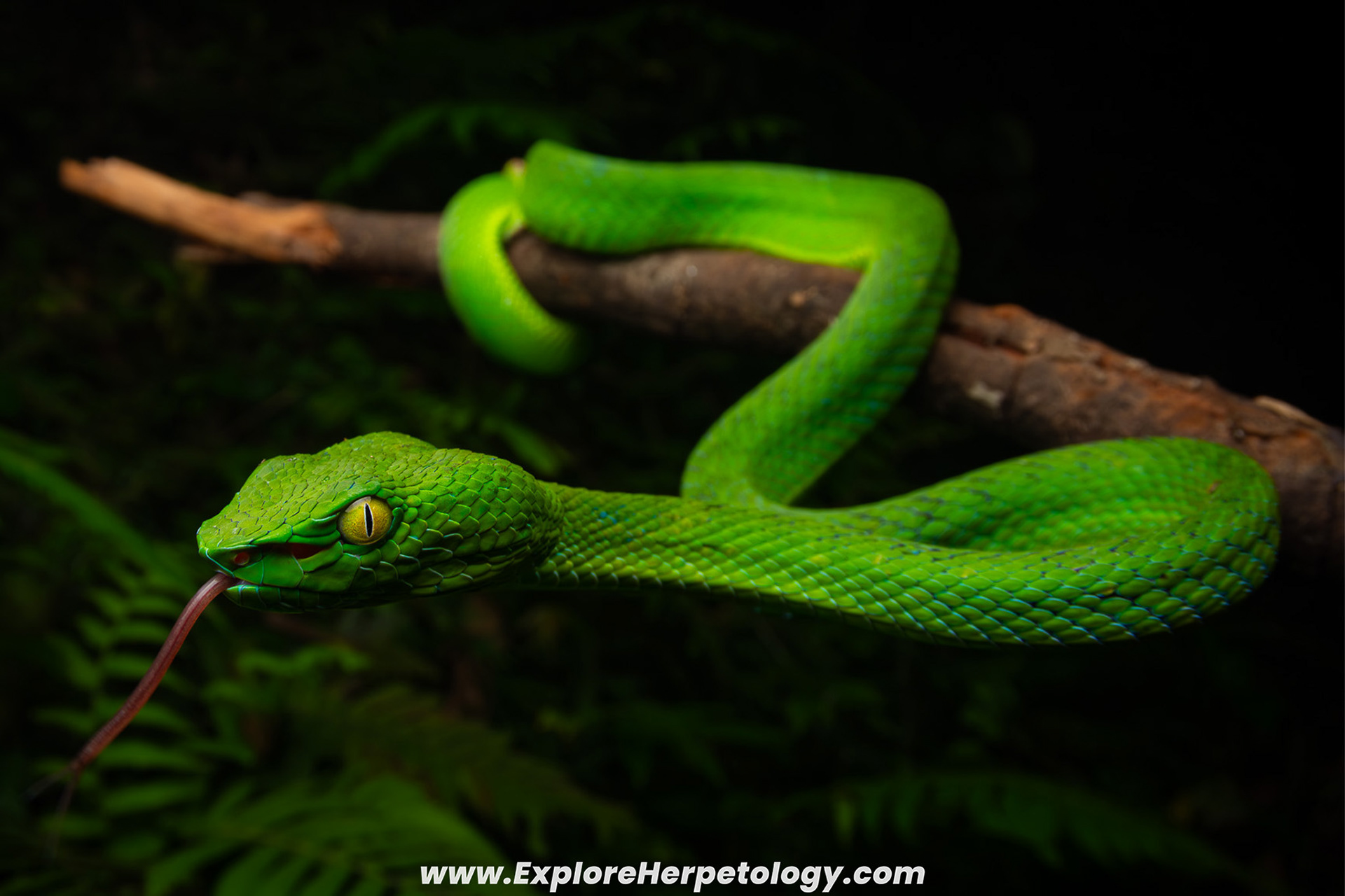 Stejneger's pit viper (Trimeresurus stejnegeri).