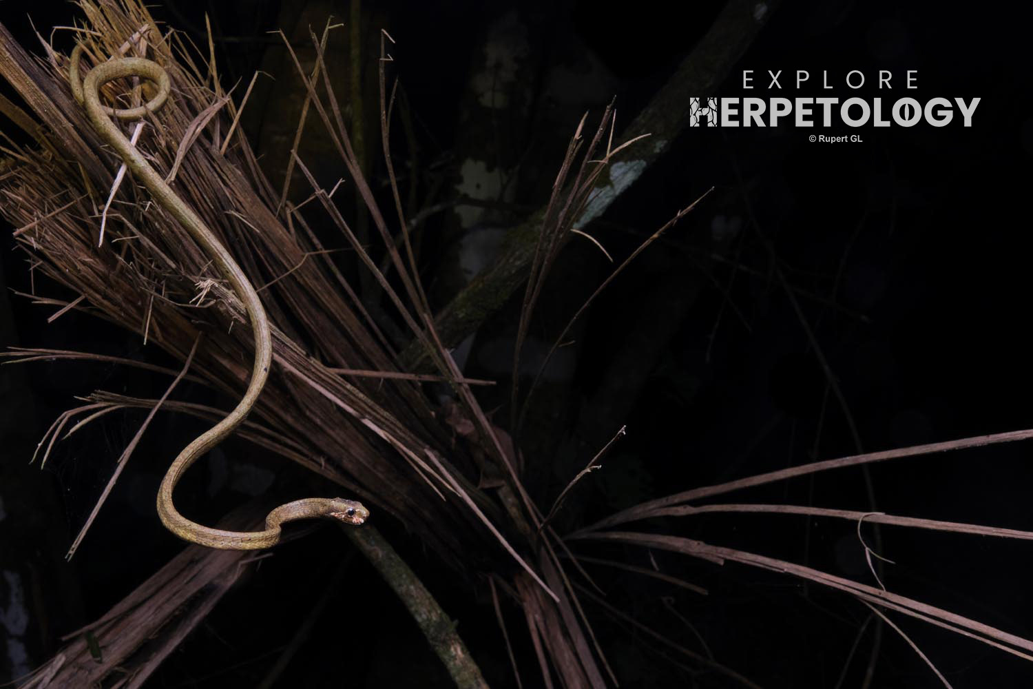 Blunt-headed slug snake (Aplopeltura boa)