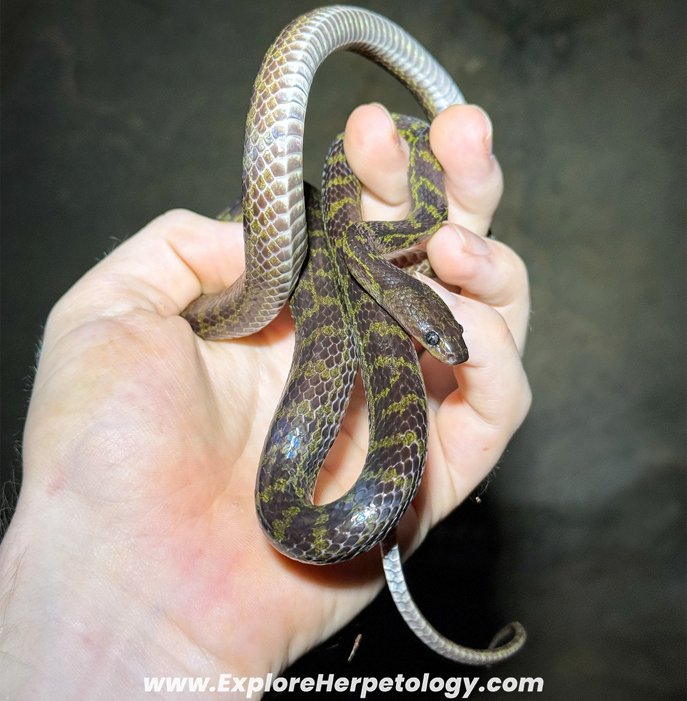 Khammouane wolf snake (Lycodon banksi).