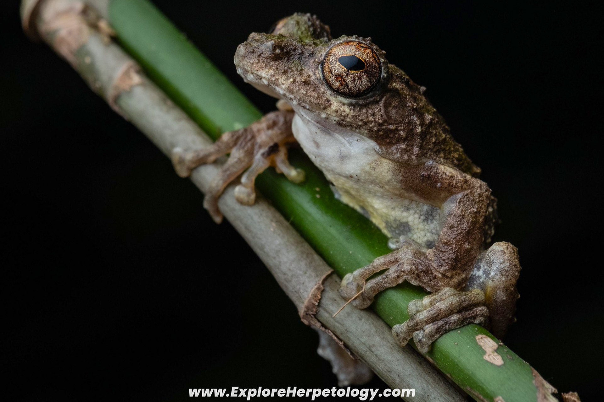 Frilled shrub frog (Kurixalus sp.).