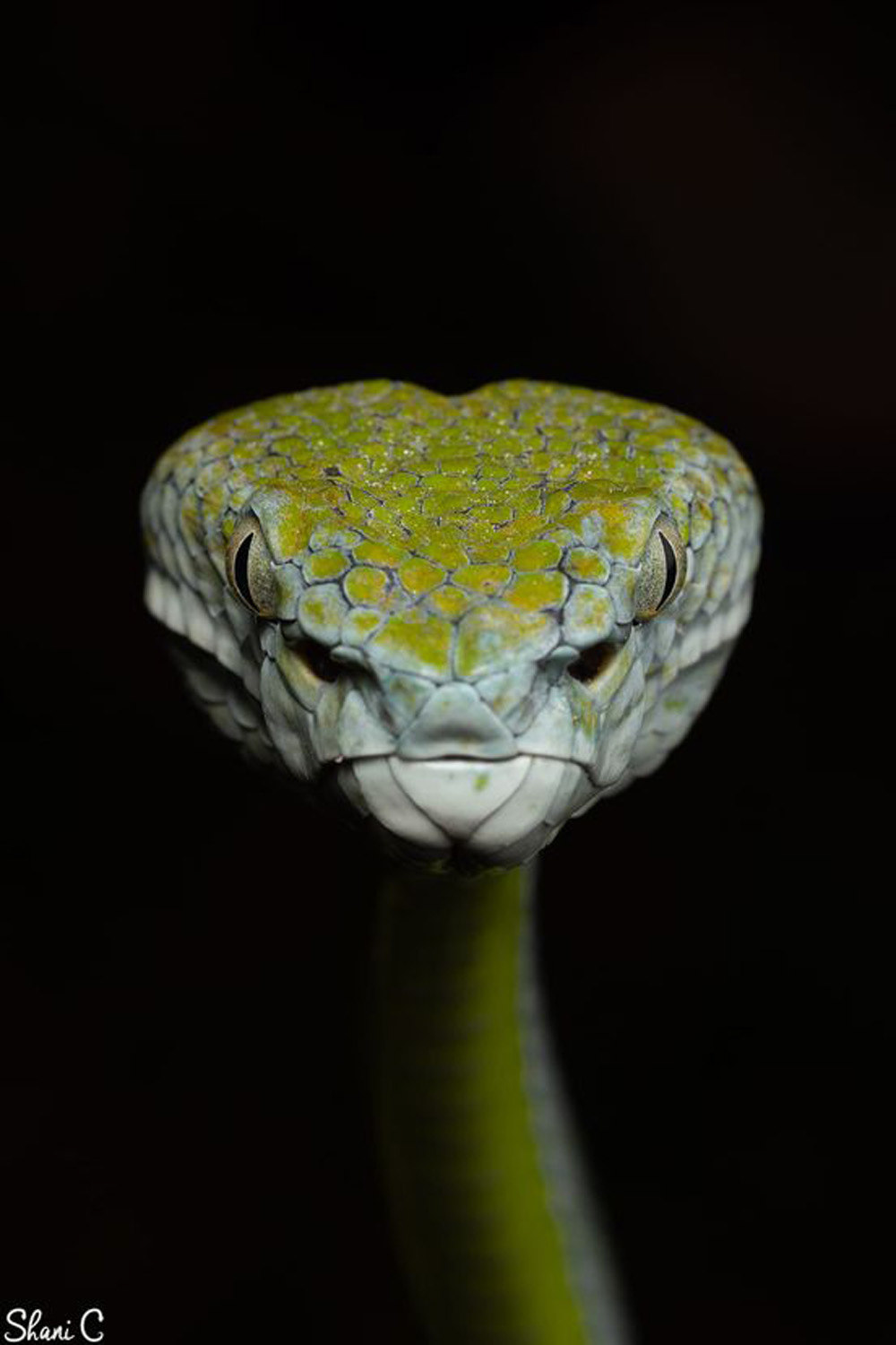 Female Hagen's pit viper (Trimeresurus hageni).