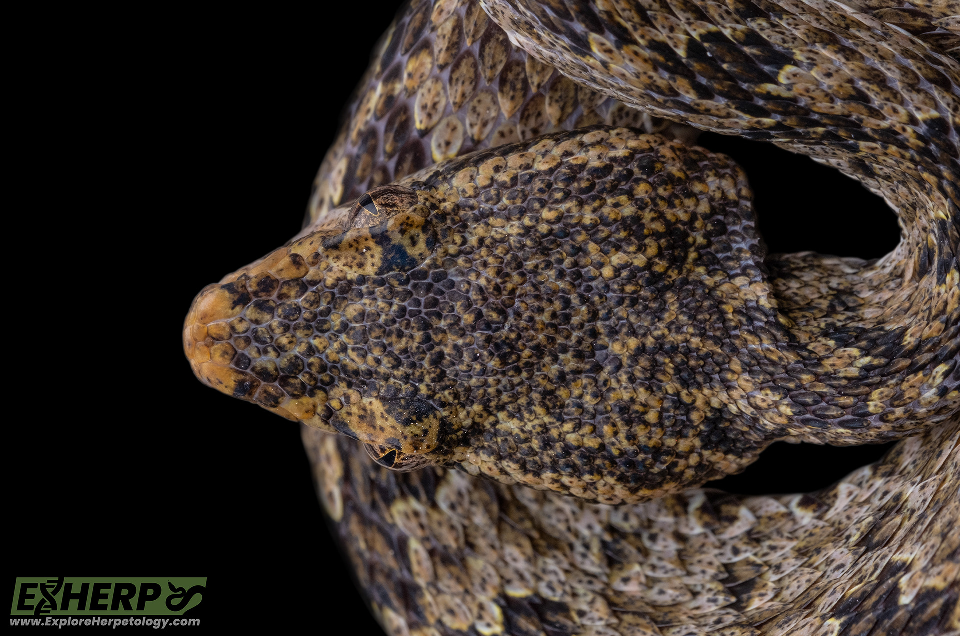 Yellow and black patterning on the head.