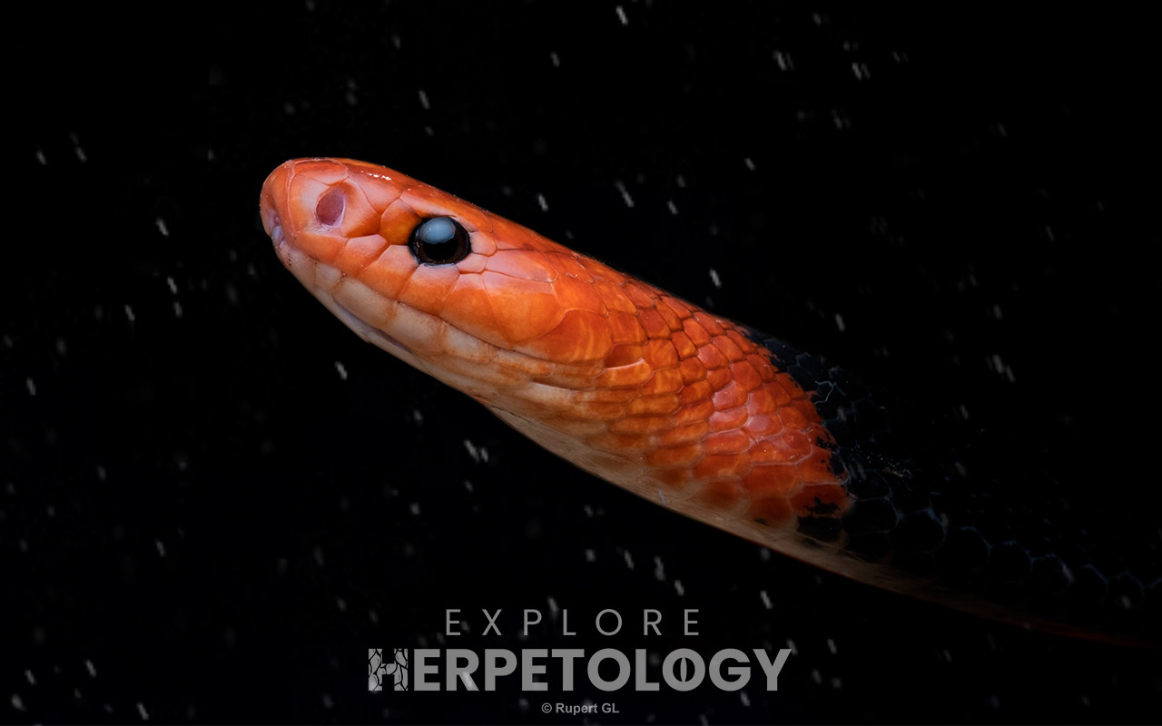 Red-headed krait (Bungarus flaviceps)
