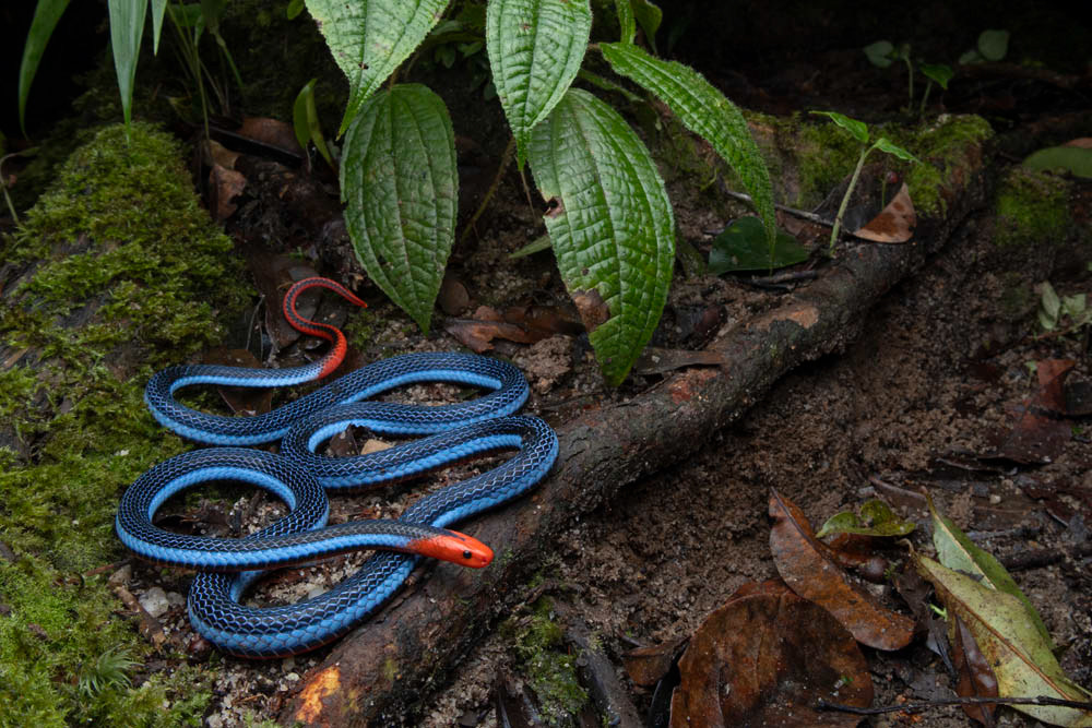Blue coral snake (Calliophis bivirgata) from Malaysia.
