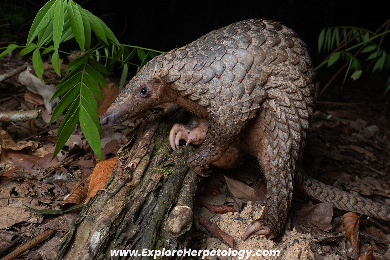Sunda pangolin (Manis javanica).