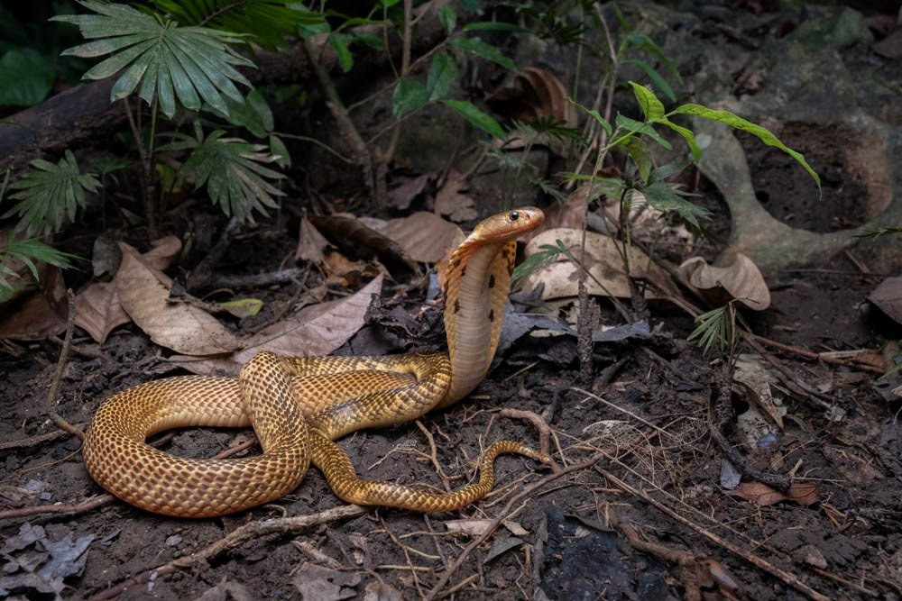 Sumatran spitting cobra (Naja sumatrana) from Thailand.