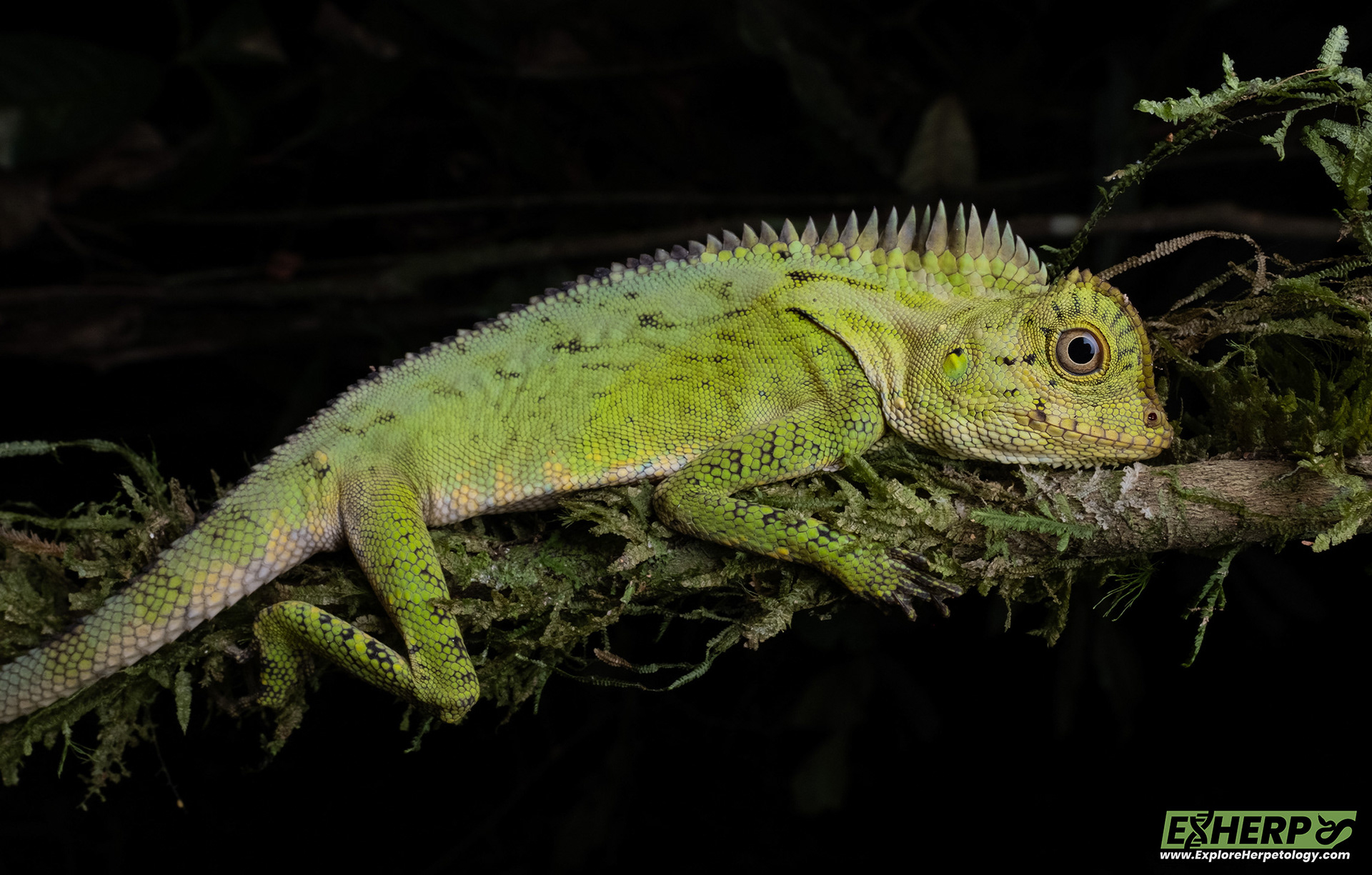 Chameleon angle-headed lizard (Gonocephalus chameleotinus).