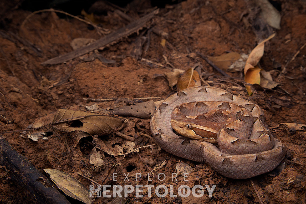 Malayan pit viper (Calloselasma rhodostoma).